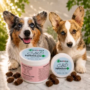 Two happy corgis with balence Hemp CBD Nibbles+ full spectrum hemp dog treats available in 30-count and 60-count containers alongside soft hemp chews.